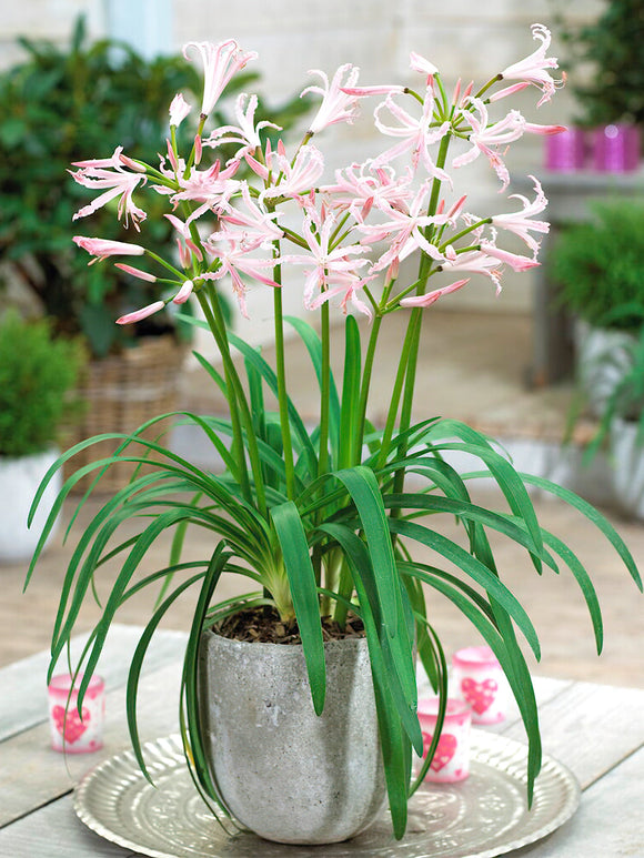 Nerine Bowdenii Vesta (Guernseylilie)