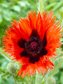 Papaver Curlilocks (Orientalischer Mohn)