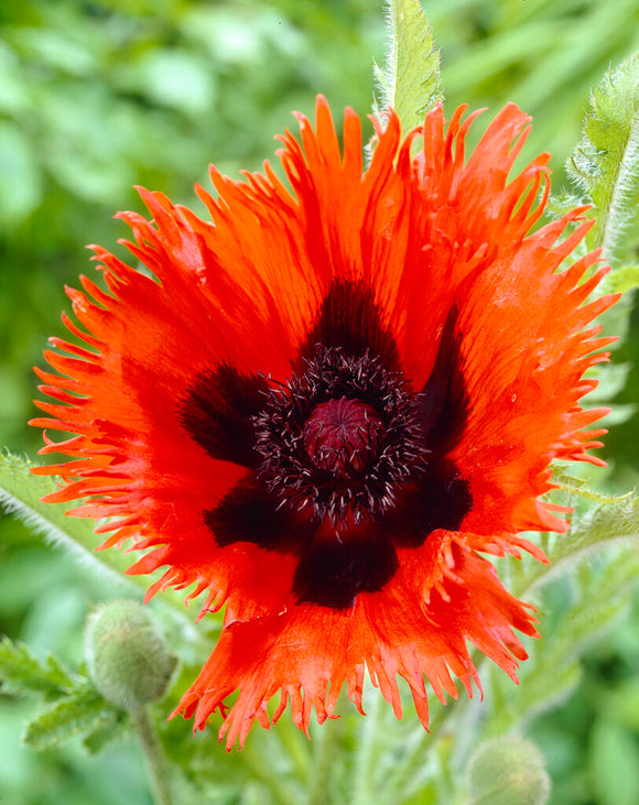 Papaver Curlilocks (Orientalischer Mohn) online kaufen