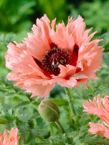 Papaver Forncett Summer (Orientalischer Mohn)