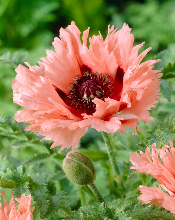 Papaver Forncett Summer (Orientalischer Mohn) online kaufen bei DutchGrown™