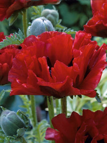 Papaver King Kong (Orientalischer Mohn)