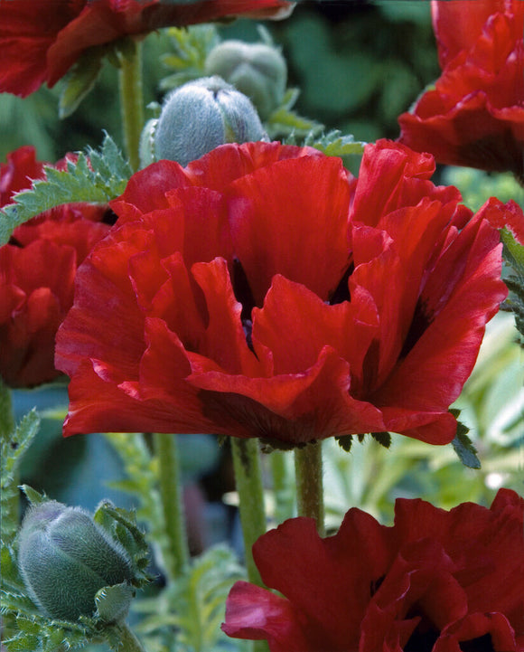 Papaver King Kong (Orientalischer Mohn) online kaufen