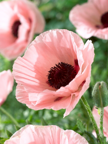 Papaver Paradiso (Orientalischer Mohn)