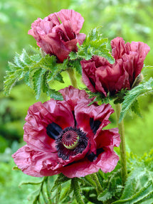 Papaver Patty's Plum (Orientalischer Mohn)