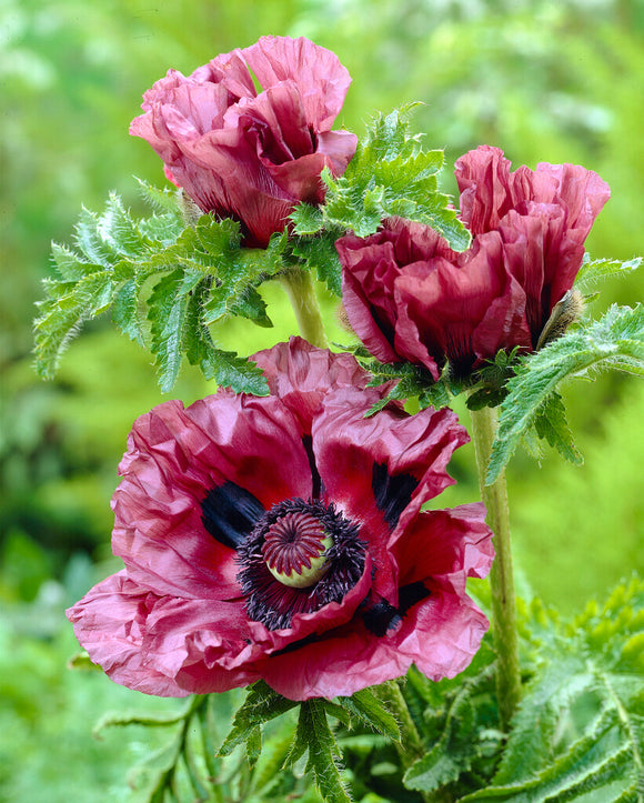 Papaver Patty's Plum (Orientalischer Mohn) Wurzelnackte Pflanzen kaufen