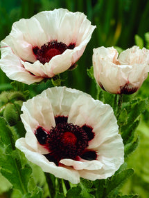 Papaver Perry's White (Orientalischer Mohn)