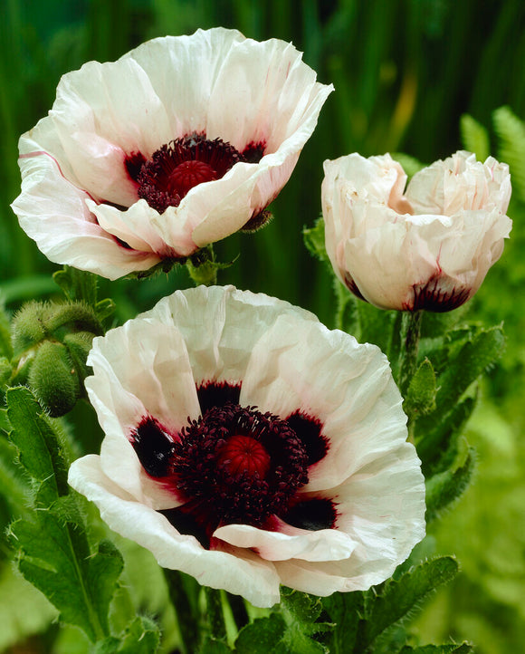 Papaver Perry's White (Orientalischer Mohn) online kaufen bei DutchGrown™