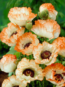 Papaver Picotee (Orientalischer Mohn)