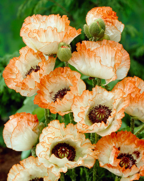 Papaver Picotee (Orientalischer Mohn) Stauden kaufen