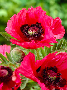 Papaver Watermelon (Orientalischer Mohn)