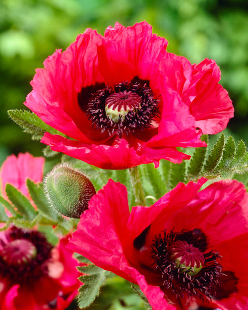 Papaver Watermelon (Orientalischer Mohn) Wurzelnackte Pflanzen | DutchGrown™