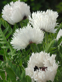 Papaver White Ruffles (Orientalischer Mohn)