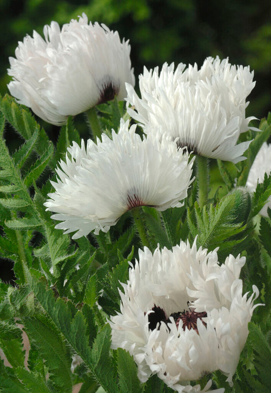 Papaver White Ruffles (Orientalischer Mohn) online kaufen | DutchGrown™