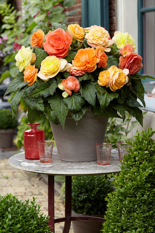 Begonia Pastel Compacta Mixed