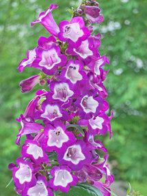 Penstemon (Bartfaden) Pretty Petticoat