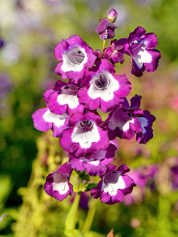 Penstemon (Bartfaden) Pretty Petticoat