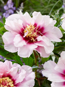 Pfingstrose Cora Louise