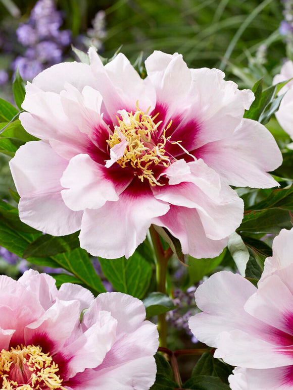Pfingstrose Cora Louise kaufen