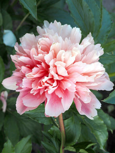 Pfingstrose Lorelei