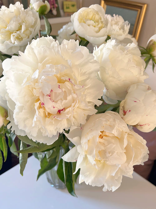 Pfingstrose Madame Claude Tain Schnittblume