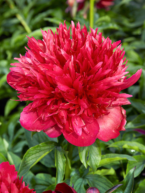 Peony Many Happy Returns Bare Roots
