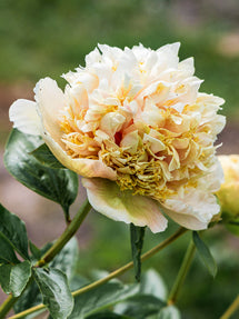 Pfingstrose Quitzin