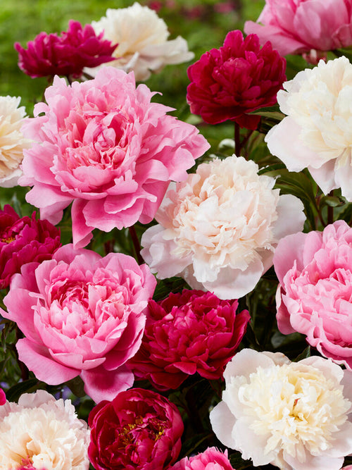 Pfingstrose Rosette Kollektion kaufen, gemischte Pfingstrose wurzelnackt, rot, weiß und rosa