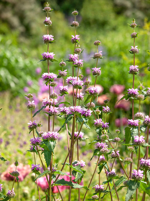 Brandkraut Phlomis tuberosa 'Bronze Flamingo' bronze Jerusalem Sage