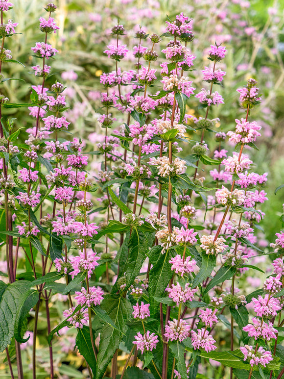 Brandkraut Phlomis tuberosa 'Bronze Flamingo'