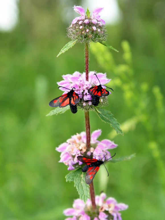 Brandkraut Phlomis tuberosa 'Bronze Flamingo'