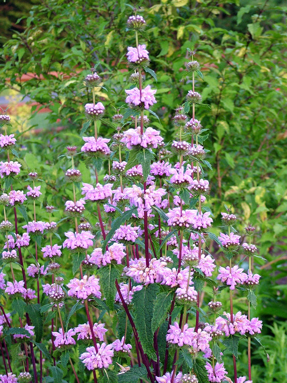 Kaufen Brandkraut Phlomis tuberosa 'Bronze Flamingo'