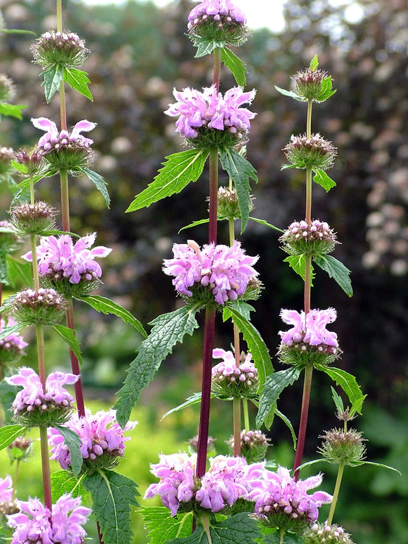 Brandkraut Phlomis tuberosa 'Bronze Flamingo'