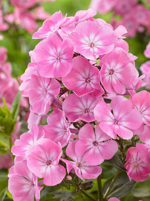 Flammenblume Anastasia (Phlox) online kaufen | DutchGrown™