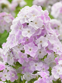 Flammenblume Cool Water (Phlox)