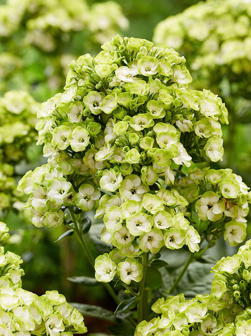 Flammenblume Orchid Green (Phlox)