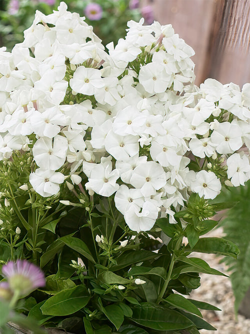 Flammenblume Pina Colada (Phlox) Wurzelnackte Pflanzen