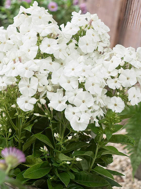 Flammenblume Pina Colada (Phlox) Wurzelnackte Pflanzen