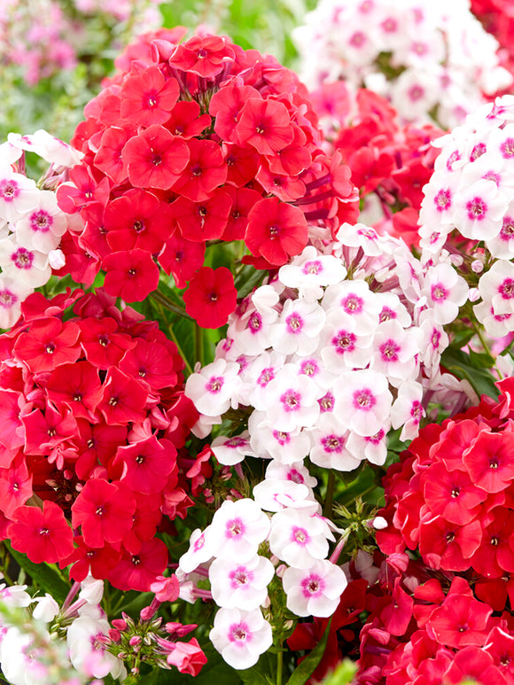 Flammenblume Strawberry Cake Kollektion (Phlox)