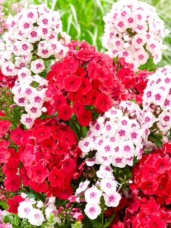 Flammenblume Strawberry Cake Kollektion (Phlox)