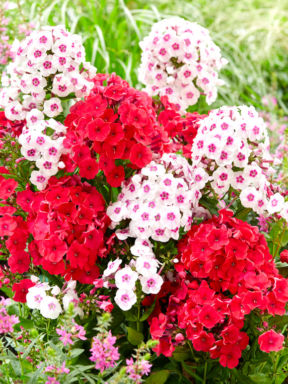 Flammenblume Strawberry Cake Kollektion (Phlox)