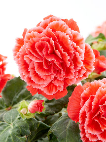 Begonia Picotee Lace Rot