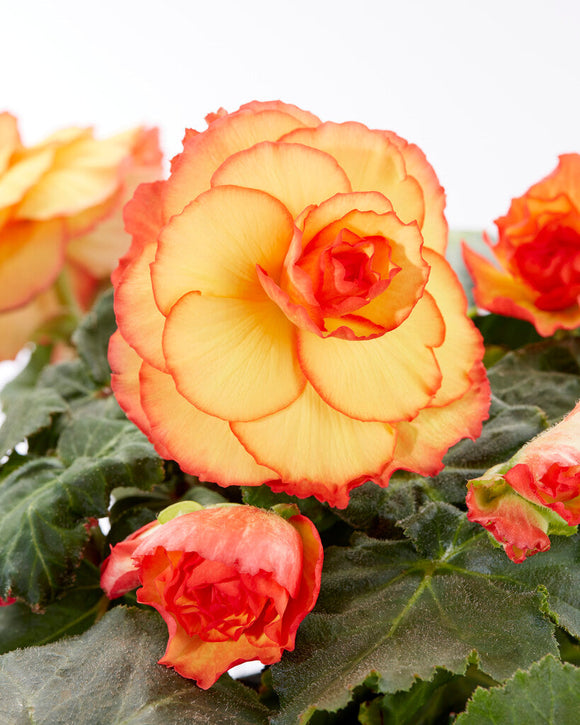 Kaufen Begonia Picotee Sunburst | DutchGrown™