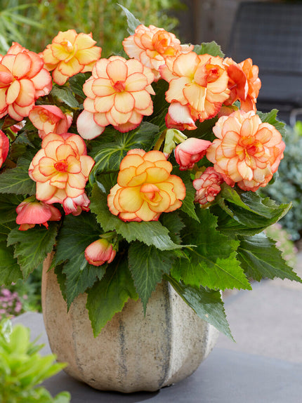Begonia Begonienknollen kaufen DutchGrown™