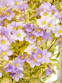Polemonium Golden Feathers (Jakobsleiter)