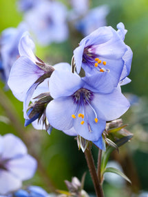 Polemonium Heaven Scent (Jakobsleiter)