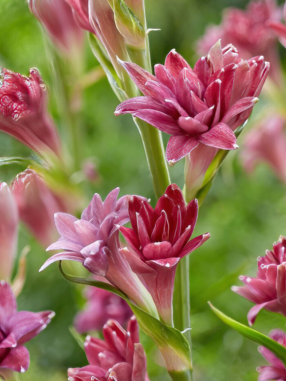 Kaufen Tuberose NCYU LOVE (Polianthes)