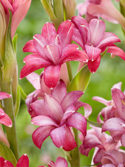 Tuberose NCYU CHERRY (Polianthes)