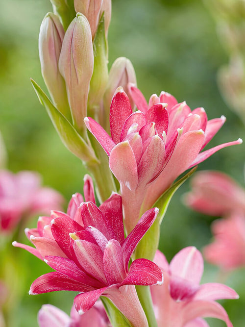 Kaufen Tuberose NCYU CHERRY (Polianthes) Exklusiv