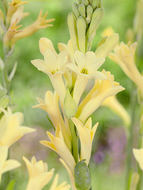 Tuberose Gelb (Polianthes) Blumenzwiebeln kaufen